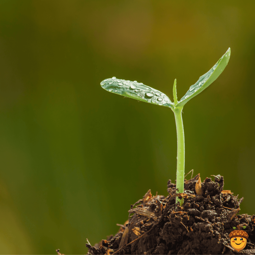 How I plan My posts | seedling How I plan My posts | seedling